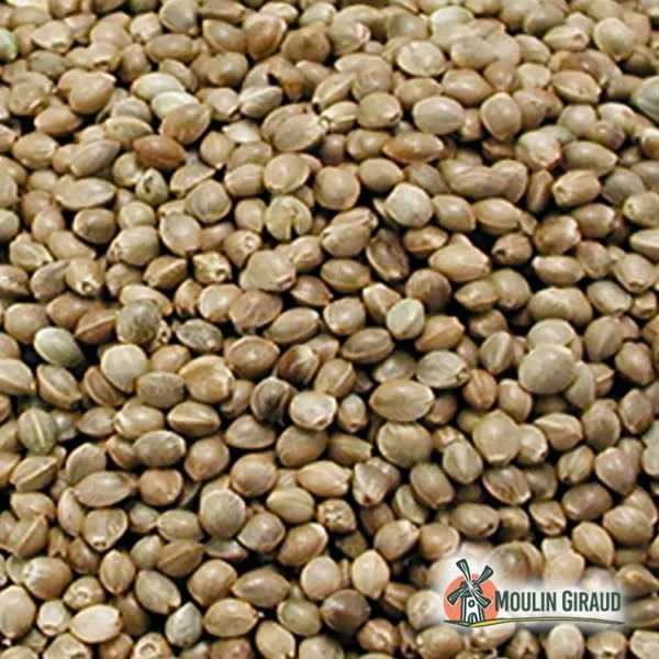 Chènevis Petit CDB