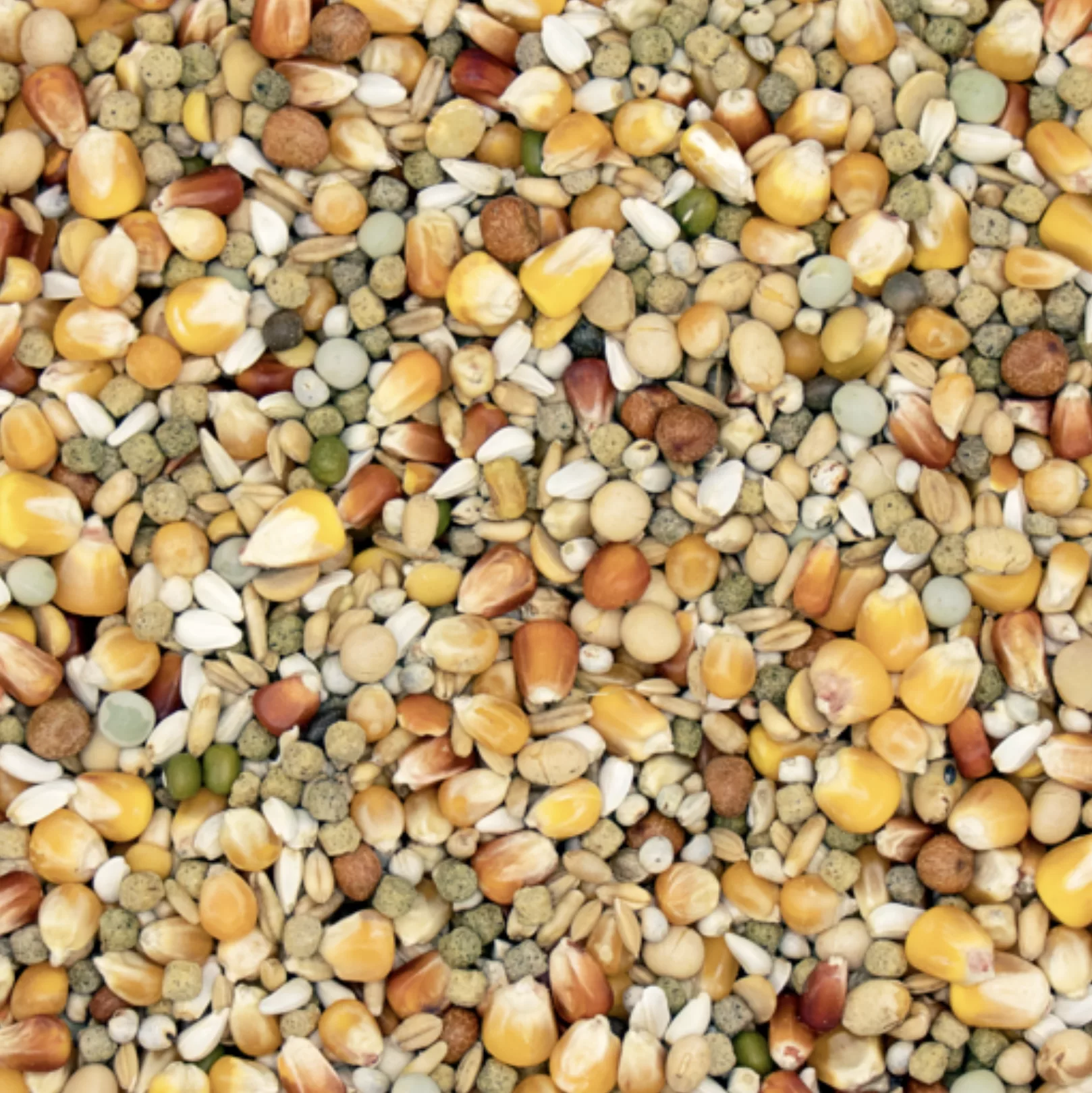 Superstar Plus 20kg – Image 2