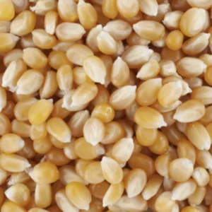 Maïs Extra Petit Grain Français