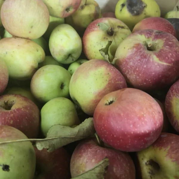 Jus de Pomme et Poire 100cl – Image 4