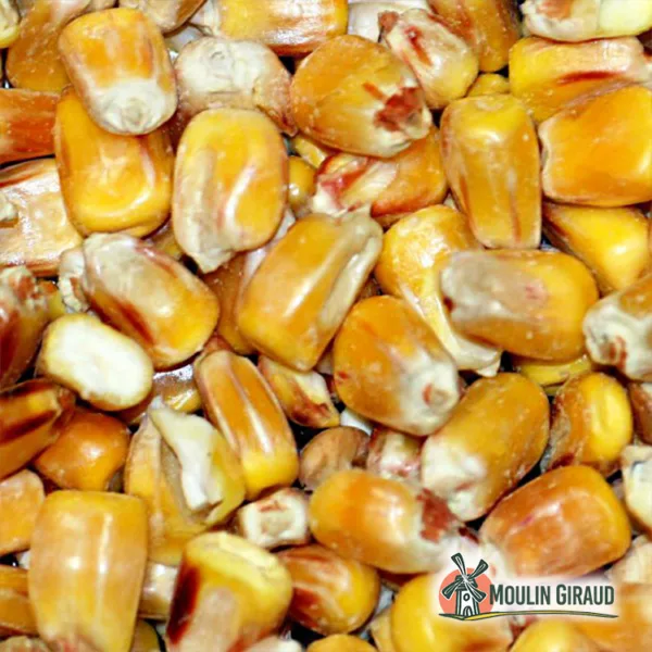 Maïs Gros Grain (fait maison)