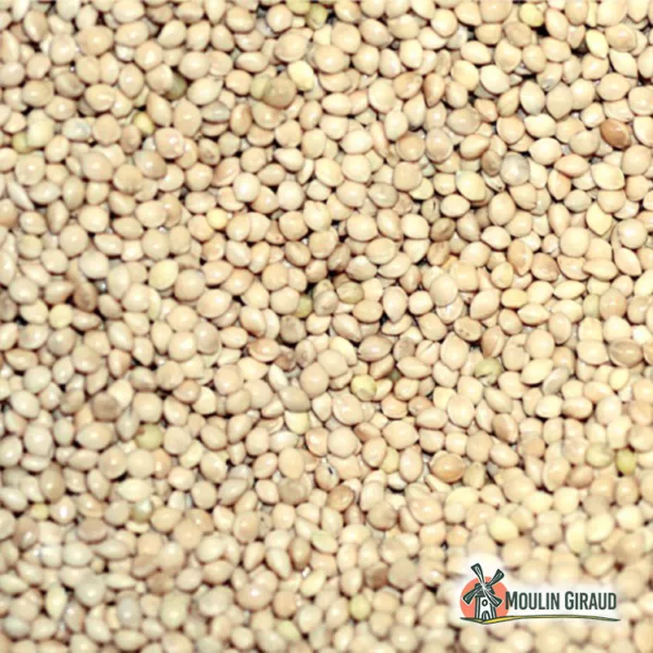Millet Blanc