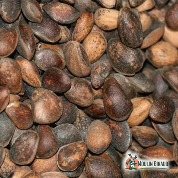 Noix de Cèdre