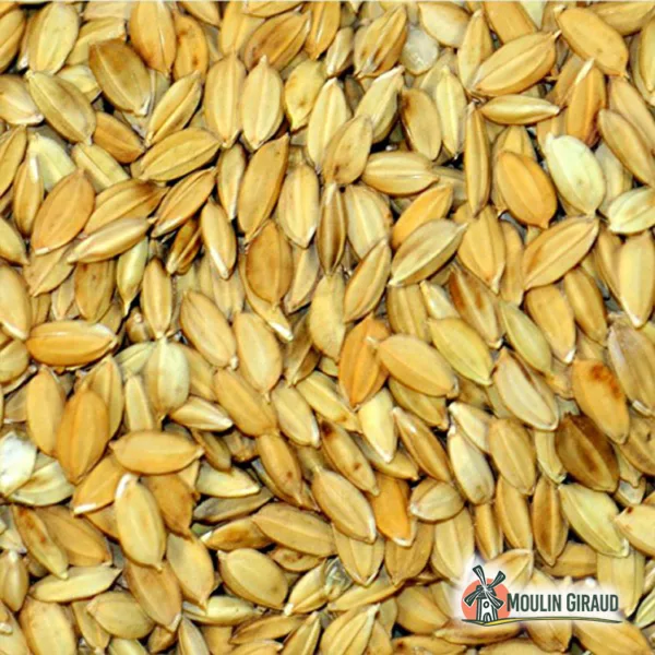 Riz Paddy