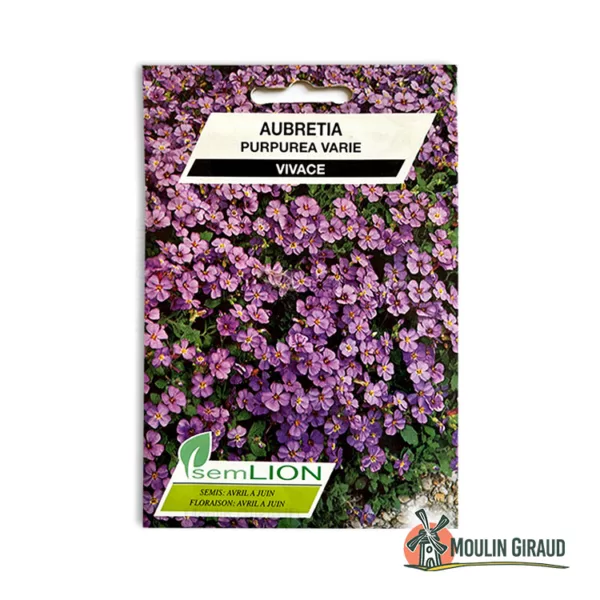 Aubretia Purpurea varié