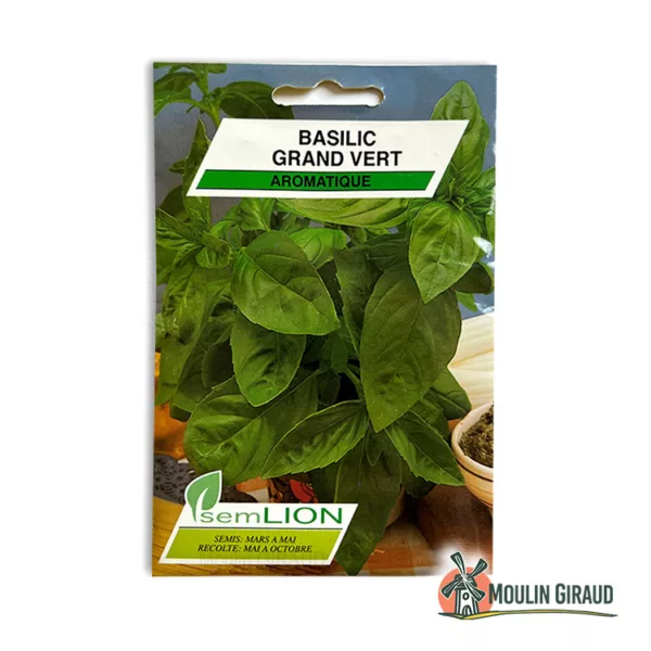 Basilic grand vert