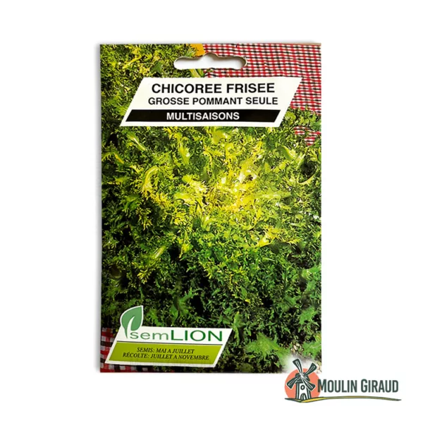 Chicoree frisée grosse pommant seule