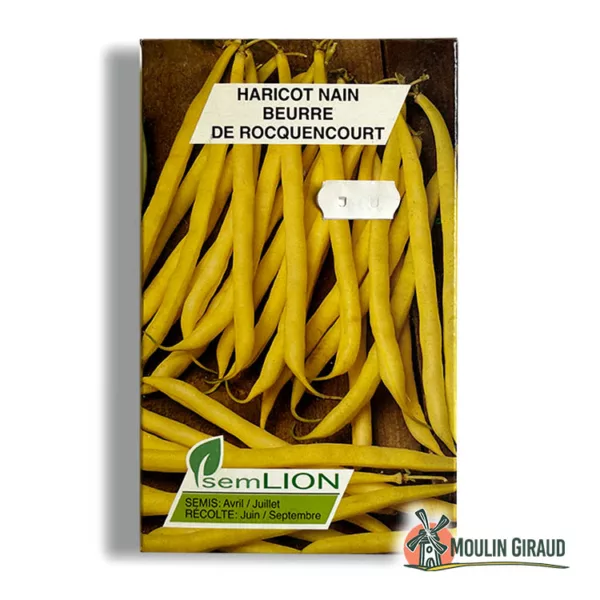 Haricot nain Beurre Rocquencourt