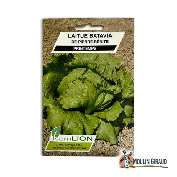Laitue Batavia de Pierre Bénite