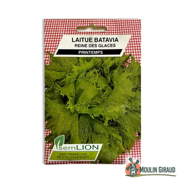 Laitue Batavia Reine des Glaces