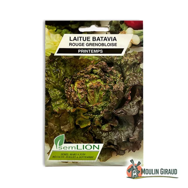 Laitue Batavia rouge Grenobloise