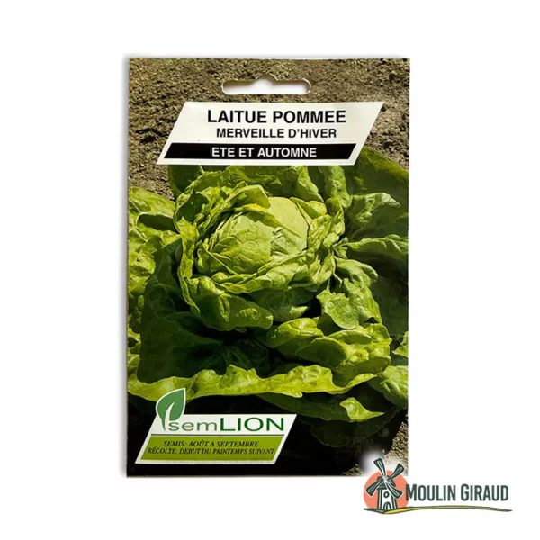 Laitue d'hiver Merveille d'hiver