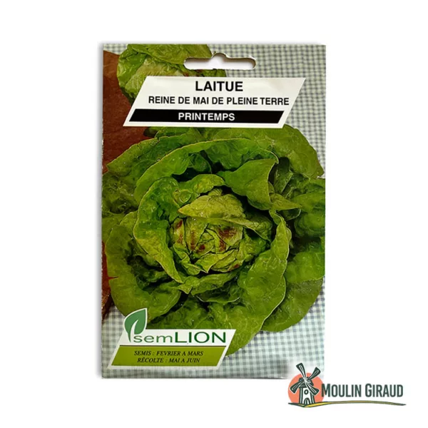 Laitue de Printemps Reine de Mai