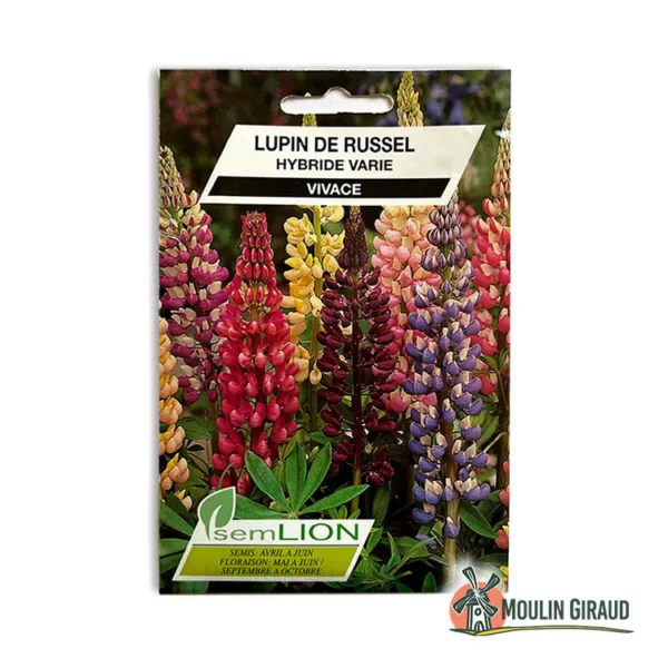 Lupin de Russel hybride varié