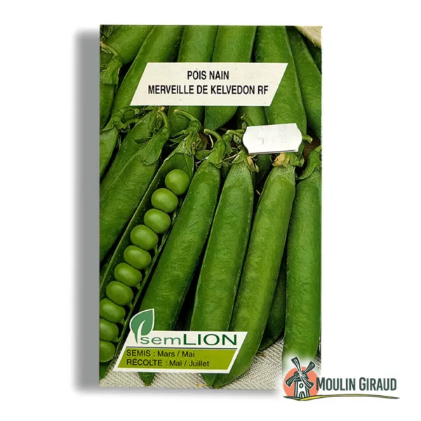 Pois nain Merveille Kelvedon