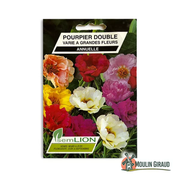 Pourpier double varié grande fleur