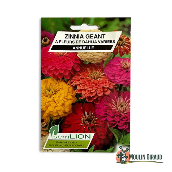 Zinnia géant fleur de Dahlia variée