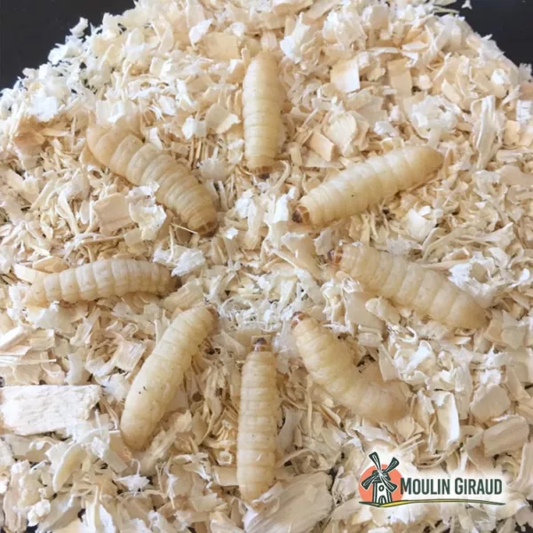 Teignes copeaux PLC 20g – Image 3