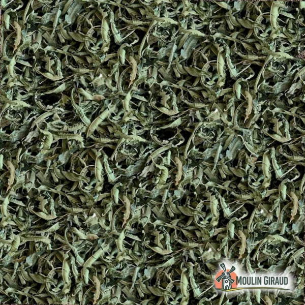 Verveine Odorante – Image 2