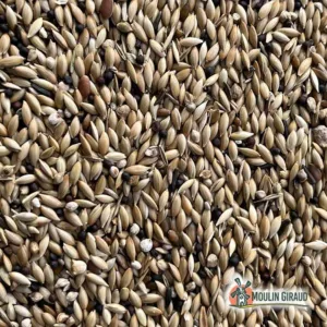 Canaris Light - Prestige